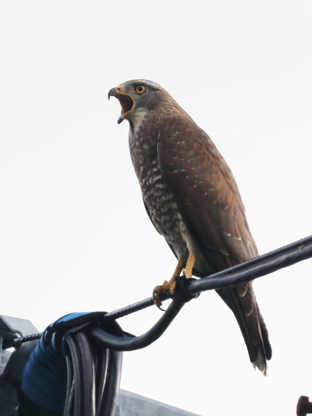 ルリカケス、アカヒゲ、オーストンオオアカゲラなど＠奄美自然観察の森