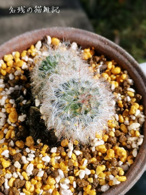 ミニサボテンの植え替えと 桜の盆栽を庭に地植えする 昼はキムチ炒飯とけんちん汁 名残りの猫雑記