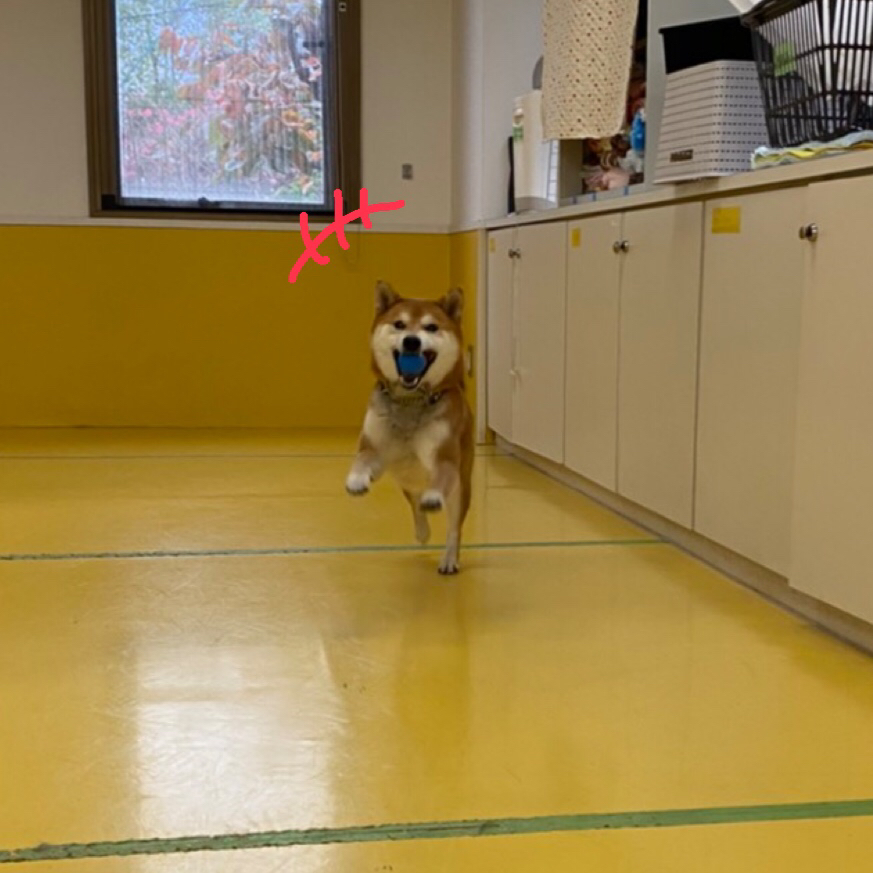 保育園ブログo(^▽^)o_f0357682_13565249.jpg