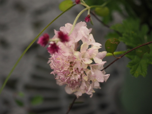 フラワーデザイン ロマンチックな花束_d0281783_09393647.jpg