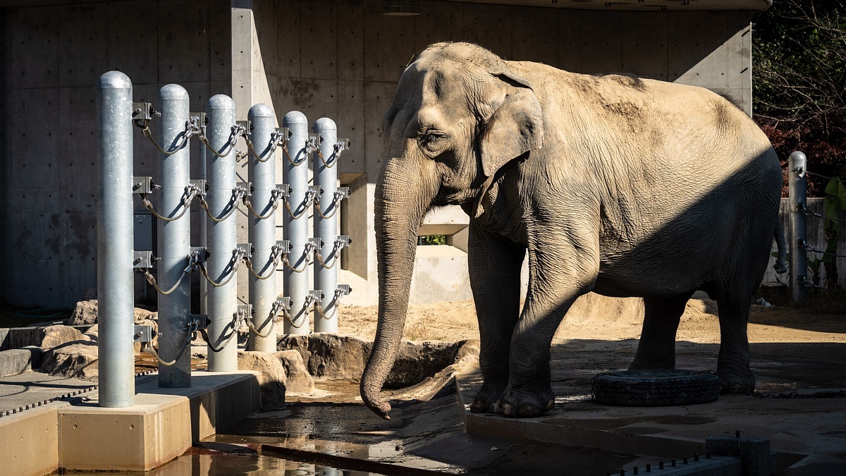 ジュラ紀の巨大生物もいる動物園_d0353489_18192423.jpg