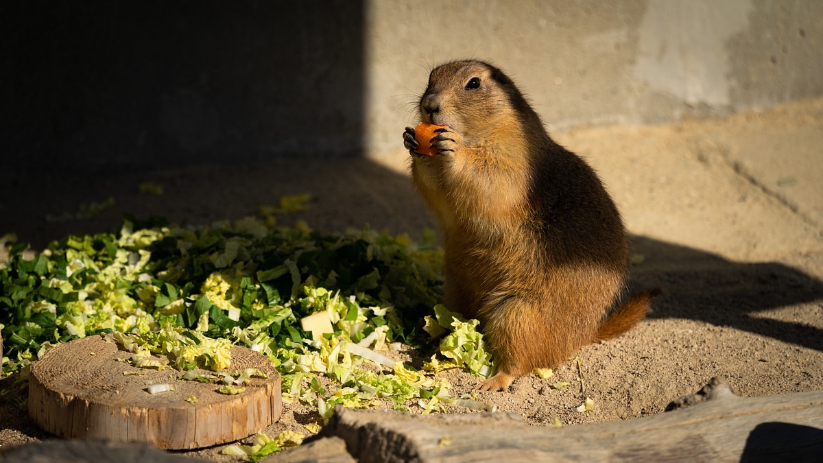 ジュラ紀の巨大生物もいる動物園_d0353489_18193038.jpg