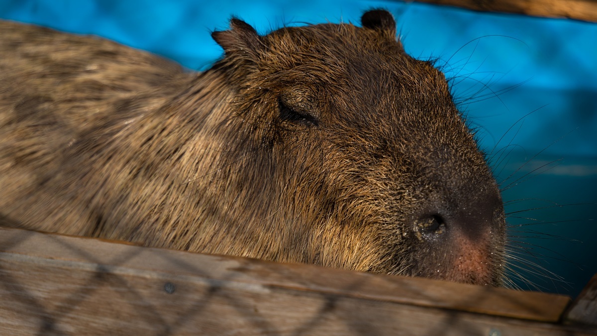 ジュラ紀の巨大生物もいる動物園_d0353489_18195782.jpg