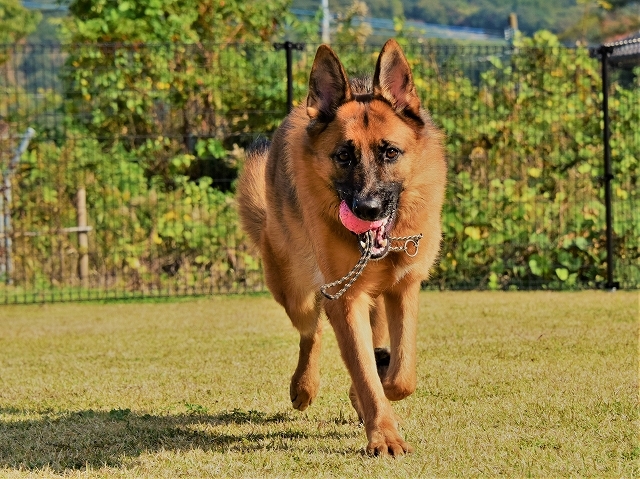 憧れの犬種_d0360206_23340072.jpg