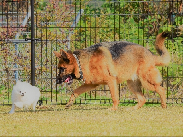 憧れの犬種_d0360206_23341467.jpg