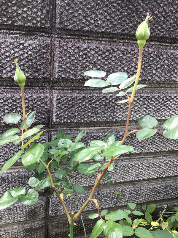 バラと鉢の事_c0404712_10021518.jpg