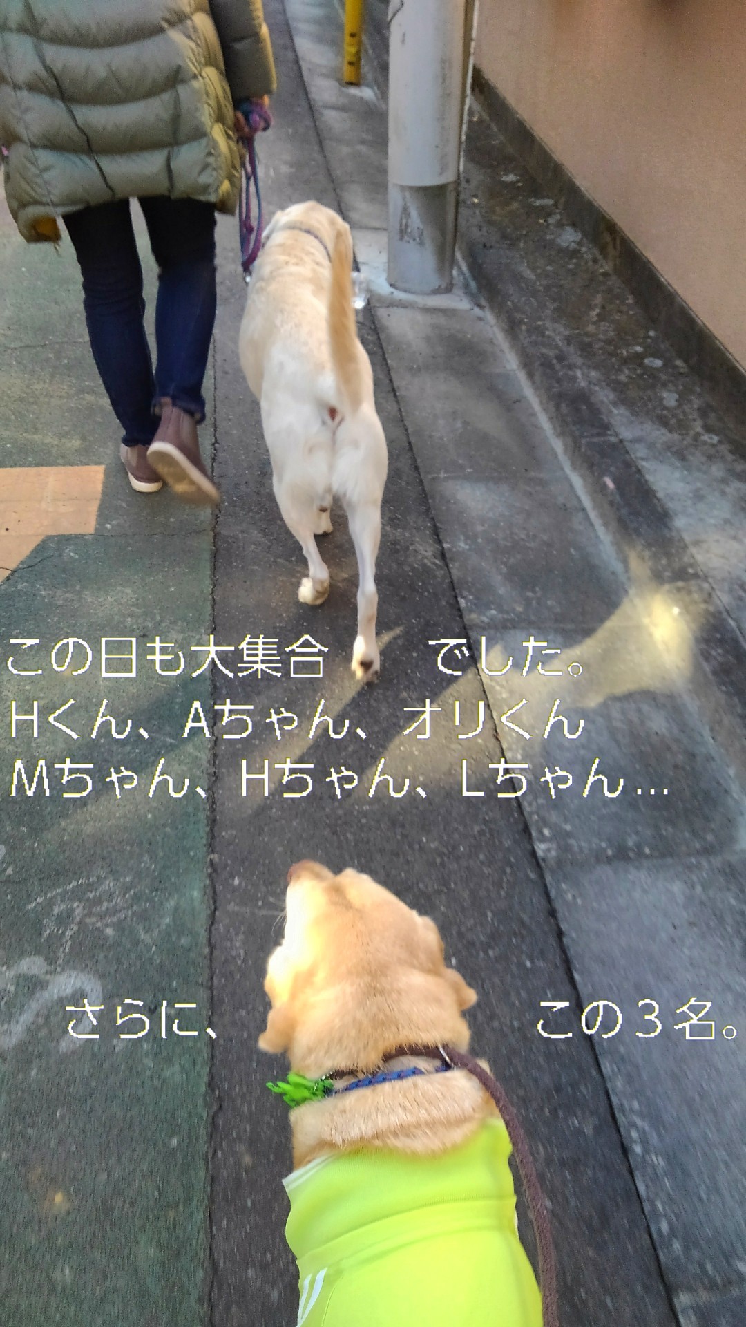 メリー、若者ラブ達と爆さんぽ_b0339522_11293728.jpg
