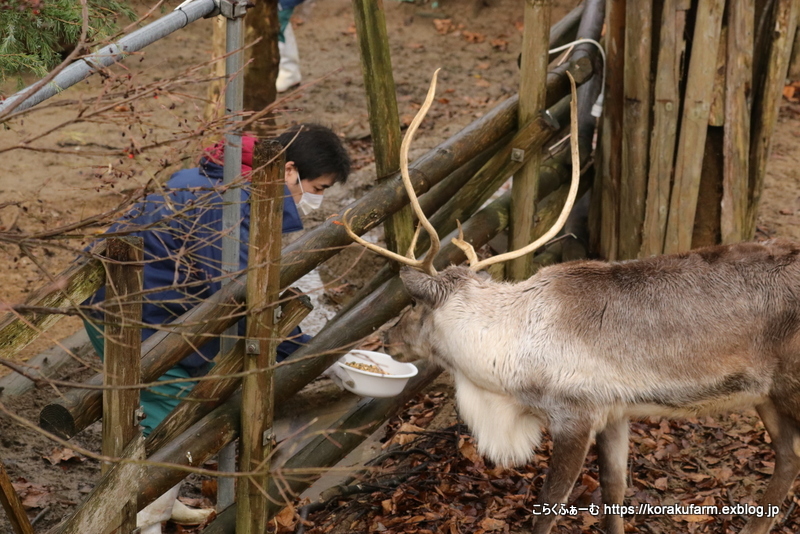 大森山のトナカイとの再会2020/11～春来くんの断角_c0188824_00582593.jpg