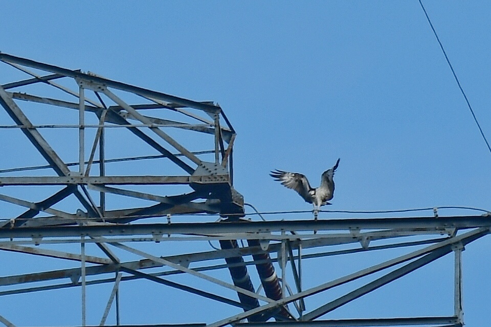 里山公園 チョウゲンボウ その2_f0340732_17544833.jpg