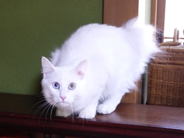 猫のお留守番 ルナちゃん編。_a0143140_19413222.jpg
