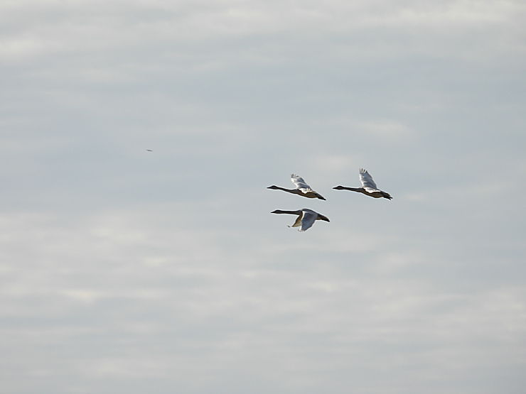 波根湖干拓地に白鳥_f0214649_11455792.jpg