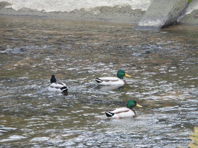 波根湖干拓地に白鳥_f0214649_14485405.jpg