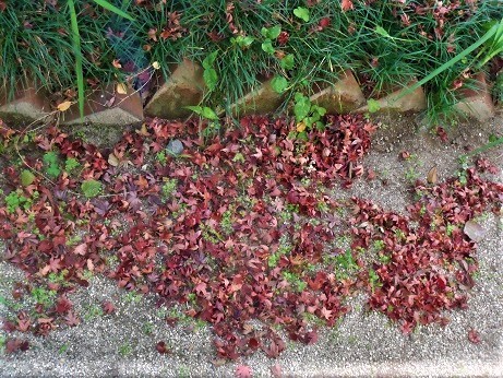 障子を開けると紅葉が見える_e0175370_21044057.jpg