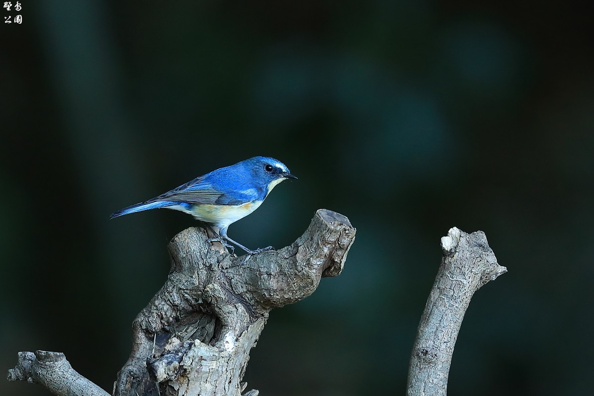 帰ってきたルリビタキ 野鳥公園 帰ってきたルリビタキ 野鳥公園