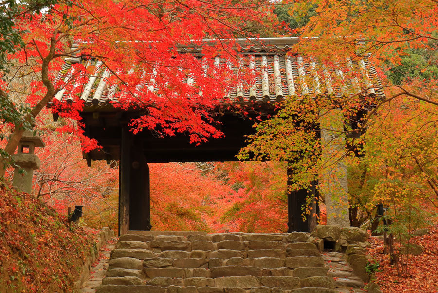 秋月の紅葉 九州ロマンチック街道 秋月の紅葉 九州ロマンチック街道