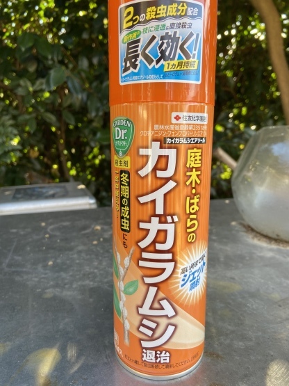 月桂樹のピンチ 楽園生活