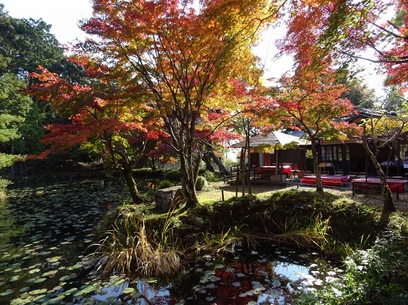 大原野神社の紅葉_b0299042_06142021.jpg