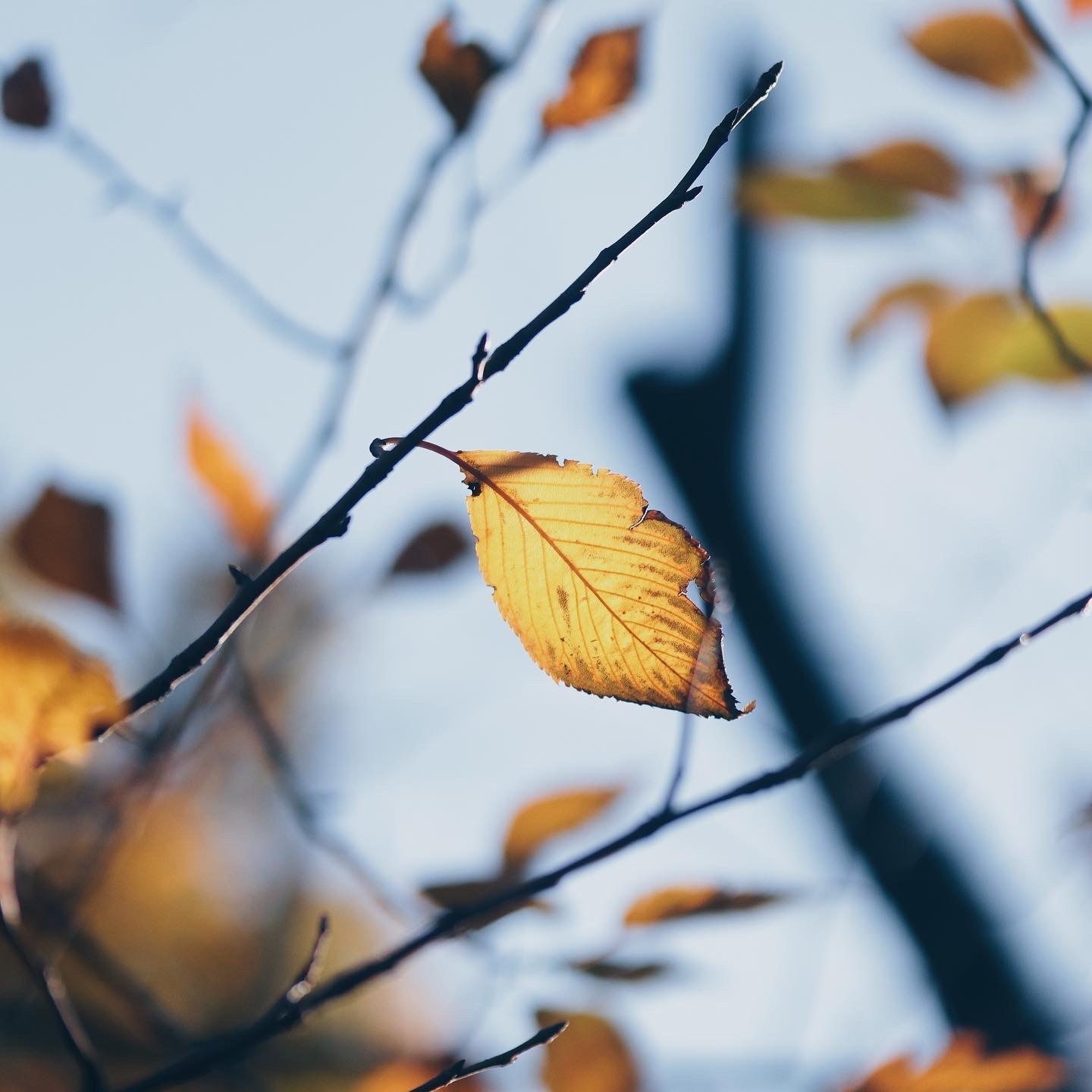 一枚の葉っぱが主役の紅葉写真 Mellow Stuff