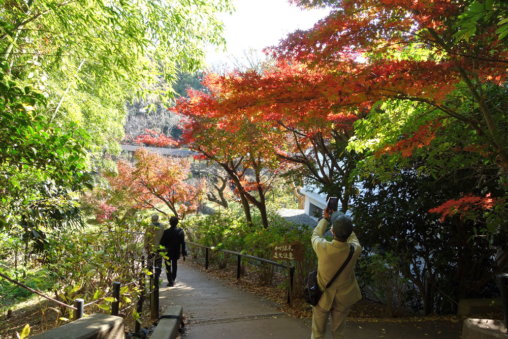松戸市の本土寺 紅葉が見頃に 東金 折々の風景