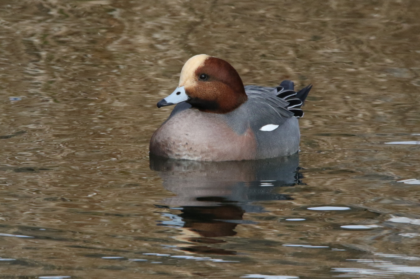 コガモ　ほか　町中の公園で_c0360399_21260482.jpg