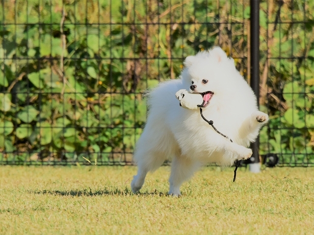 まだパピーだもの_d0360206_23240213.jpg