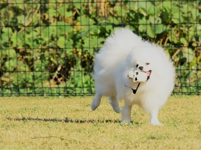 まだパピーだもの_d0360206_23240629.jpg