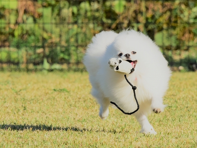 まだパピーだもの_d0360206_23241396.jpg