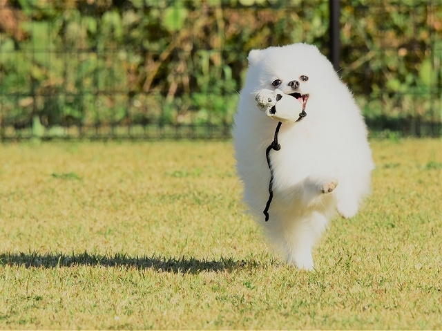 まだパピーだもの_d0360206_23241621.jpg