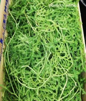 色と質感_b0113510_13503988.jpg