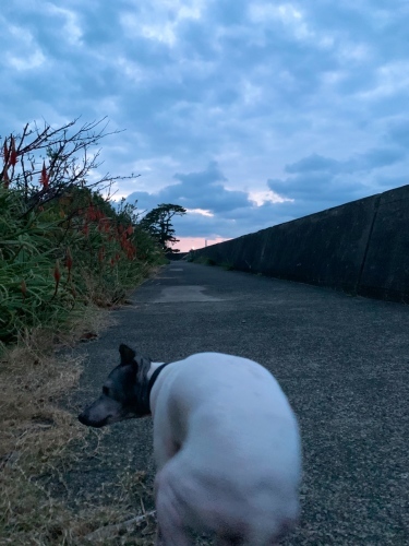 ブルブル 日本テリア 犬目堂 ブルブル 日本テリア 犬目堂
