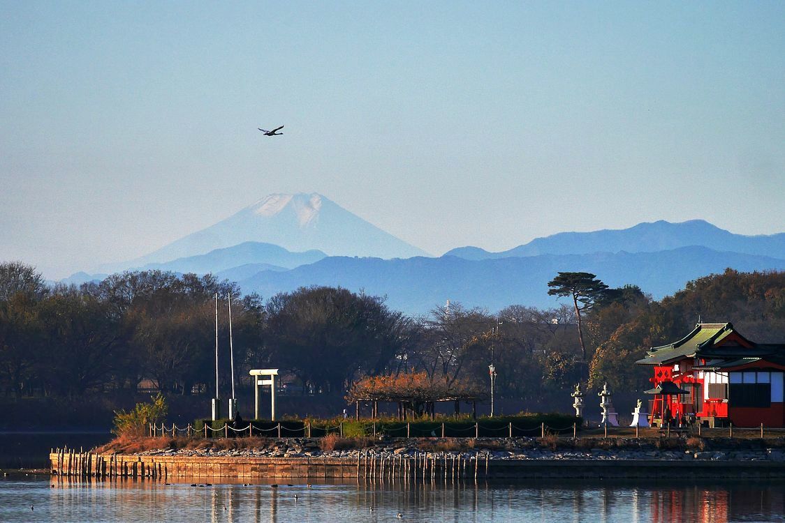 ハクチョウが飛ぶ富士山を見られるのは、日本で世界でココだけよ♪ 多々良沼絶景！_a0031821_15523234.jpg