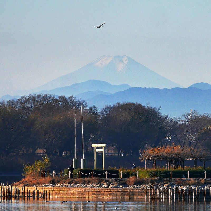ハクチョウが飛ぶ富士山を見られるのは、日本で世界でココだけよ♪ 多々良沼絶景！_a0031821_15524601.jpg