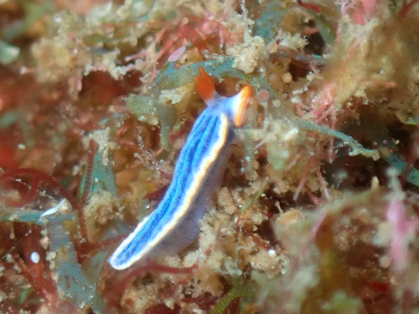 2020年11月30日（月・曇り）甲浦_d0164831_10370929.jpg