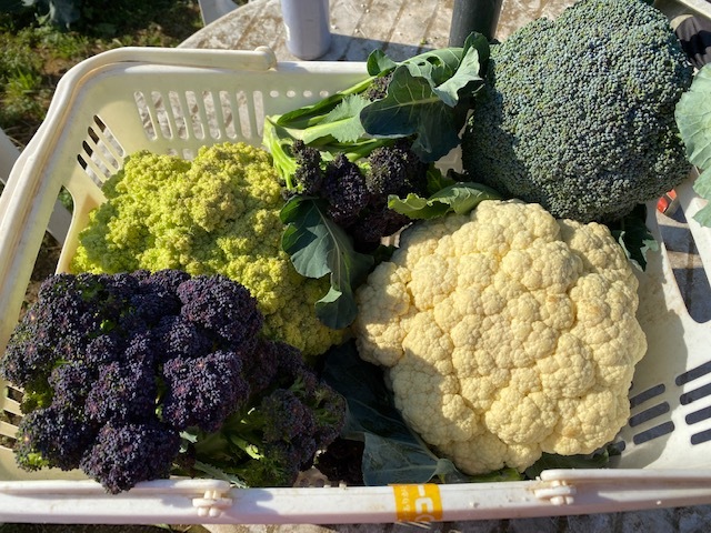 山ブドウの収穫もそろそろ 終了 ブロッコリー カリフラワー達次々と収穫です 鎌倉オステリアジョイア 日々の自家畑作業 収穫 した野菜の料理をｕｐしていきます