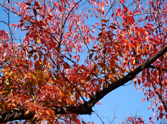 　　街なかの公園にて　　２０２０-１２-０２　００：００_b0093754_23113163.jpg