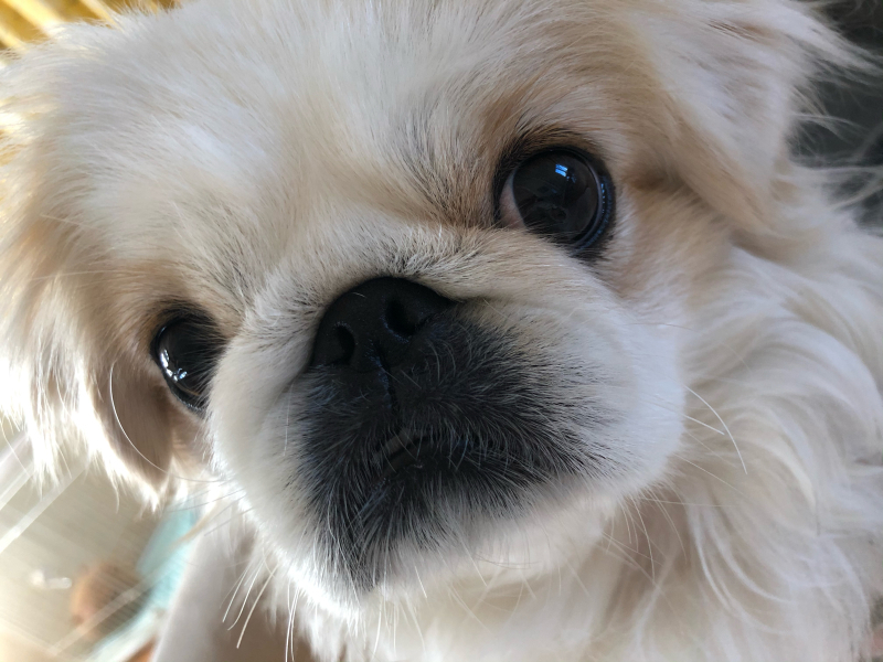 母の犬を四日間預かりました。_f0126965_16545937.jpg