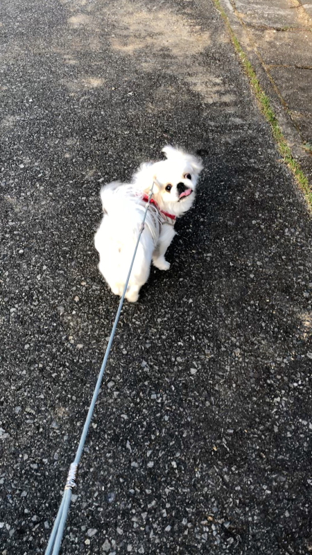 母の犬を四日間預かりました。_f0126965_16550137.jpg