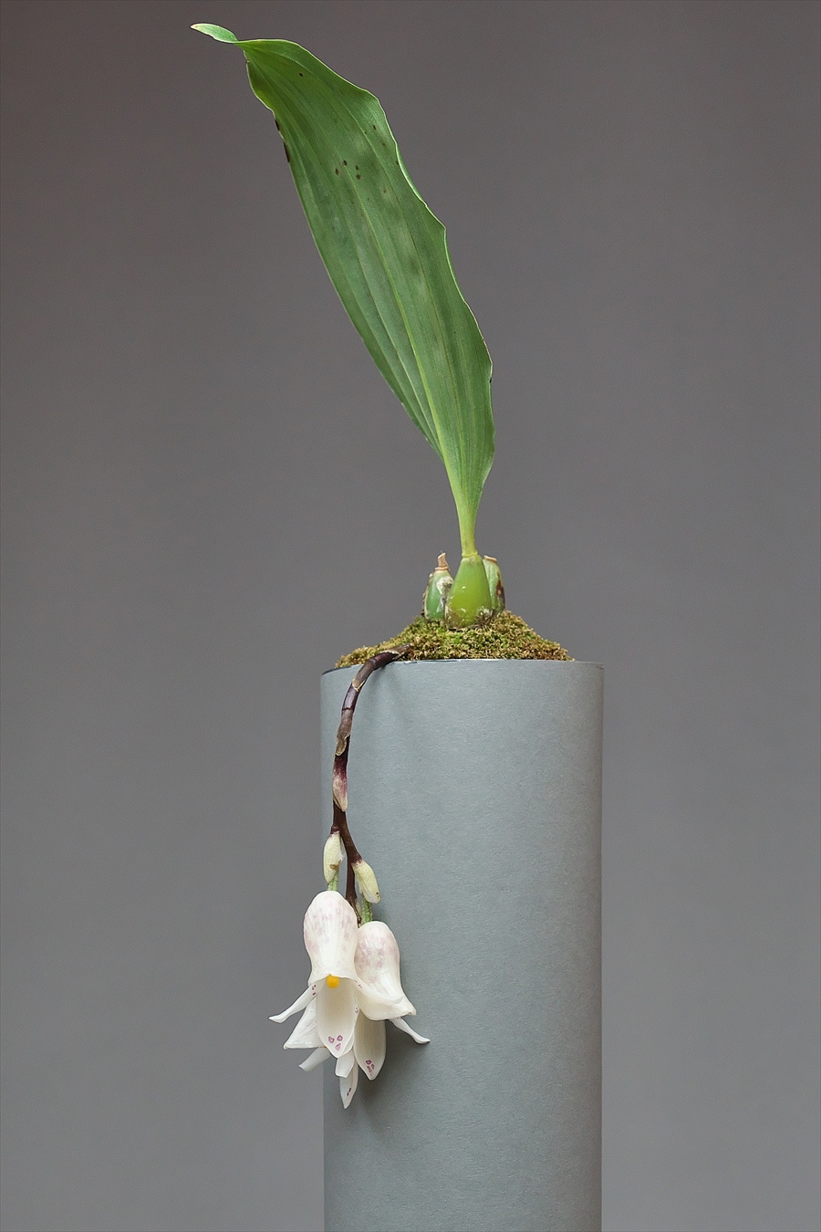Schlimmia Condorana 花咲かじいちゃん洋らん栽培 Schlimmia Condorana 花咲かじいちゃん洋らん栽培