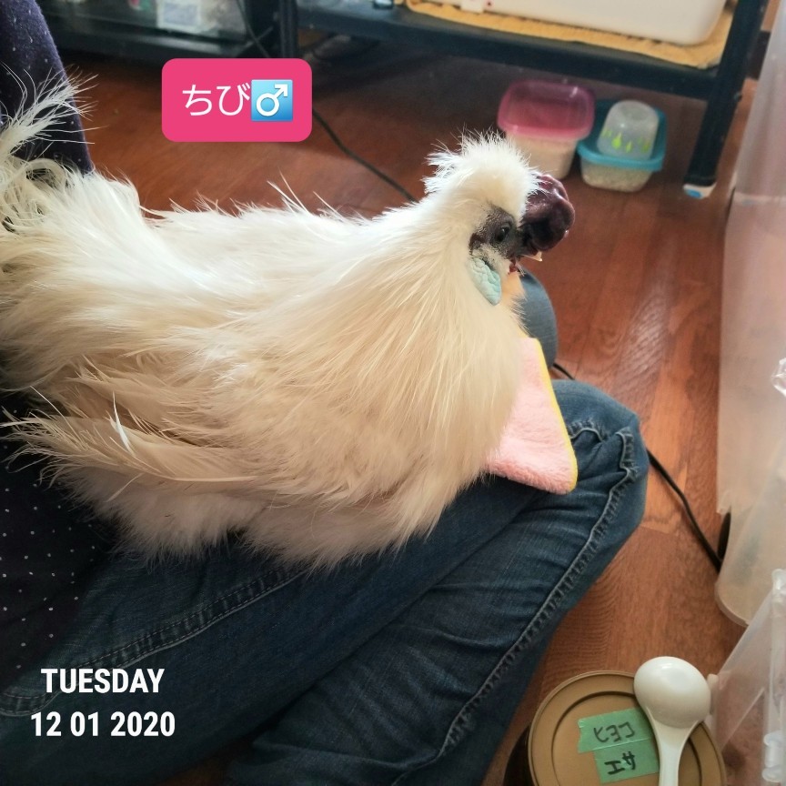 烏骨鶏かわいいブログ