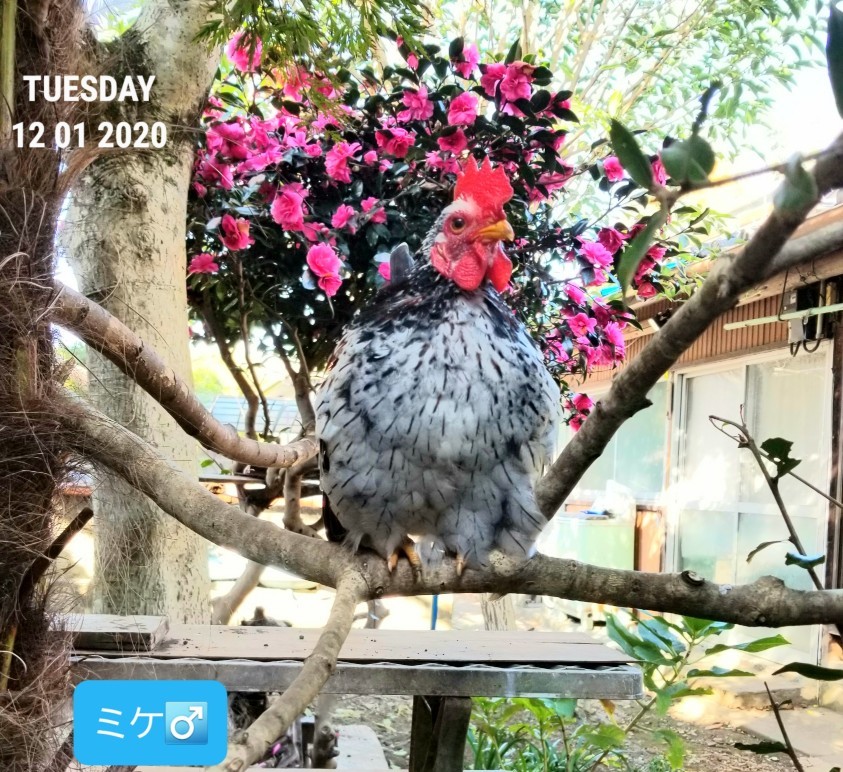 チャボ 三色碁石 : 烏骨鶏かわいいブログ チャボ 三色碁石 : 烏骨鶏かわいいブログ