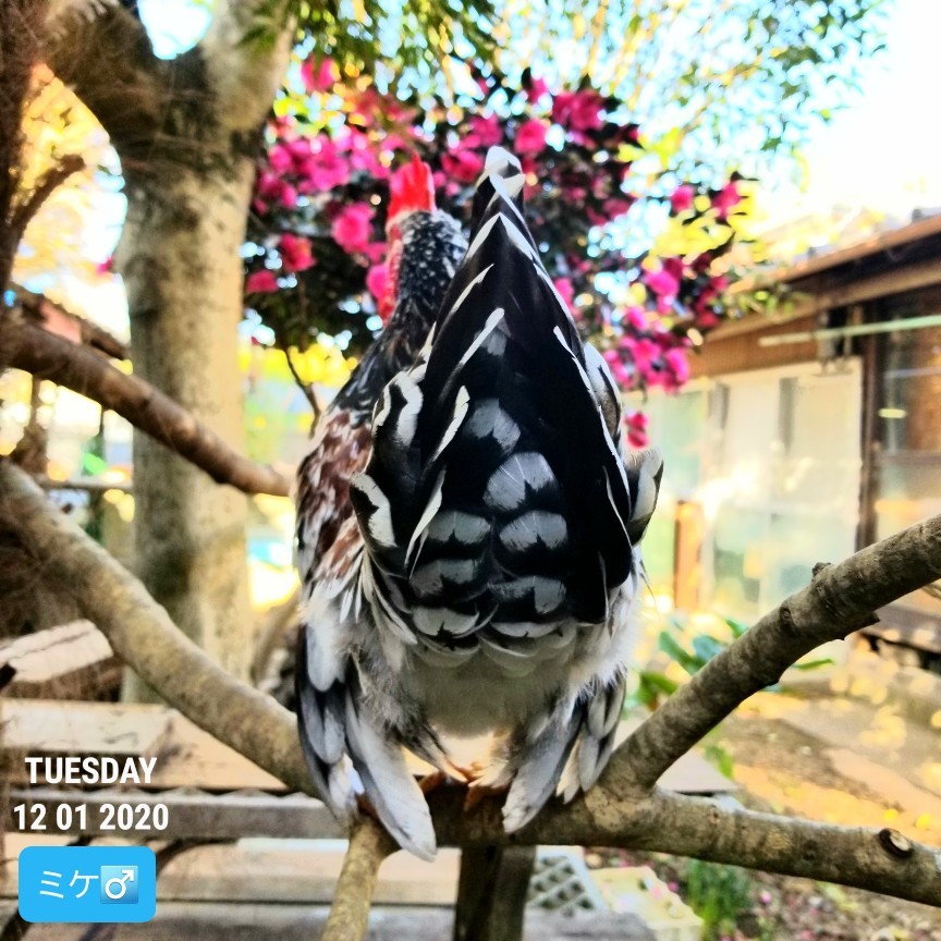 チャボ 三色碁石 : 烏骨鶏かわいいブログ チャボ 三色碁石 : 烏骨鶏かわいいブログ