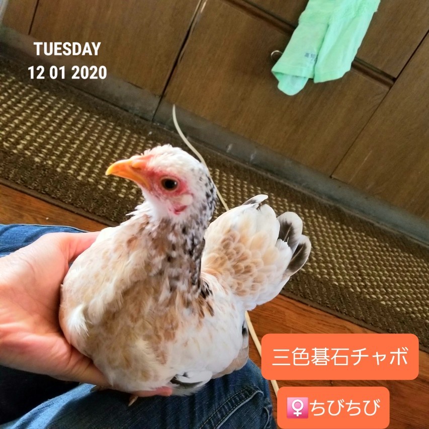 業界No.1 チャボ様専用 ienomat.com.br