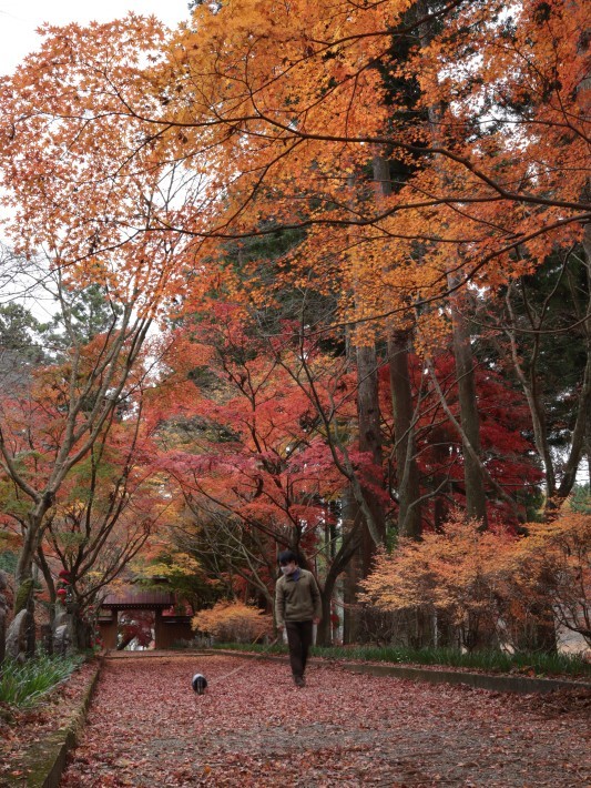 佐野市 金蔵院の紅葉(1) (2020/11/22撮影)_b0369971_09514952.jpg