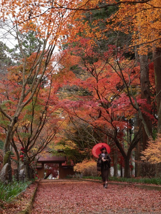 佐野市 金蔵院の紅葉 2 11 22撮影 Toshiさんのお気楽ブログ