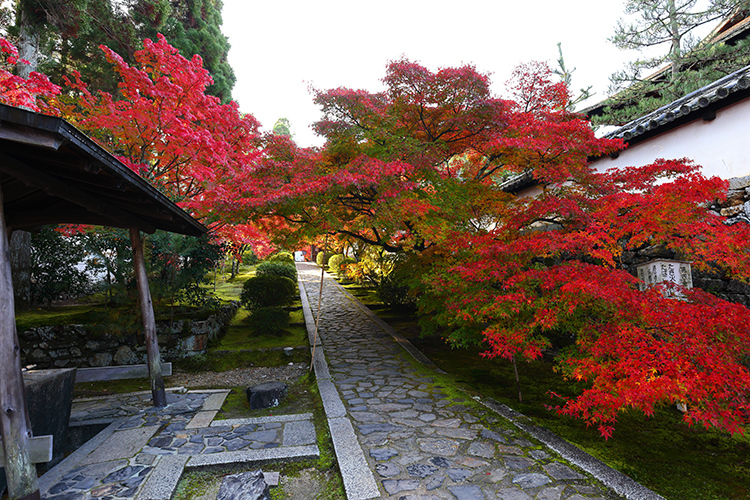 酬恩庵一休寺_e0051888_22035844.jpg