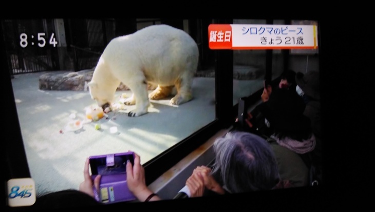 とべ動物園の人気者 シロクマの ピース ２１歳 12 02 徳ちゃん便り