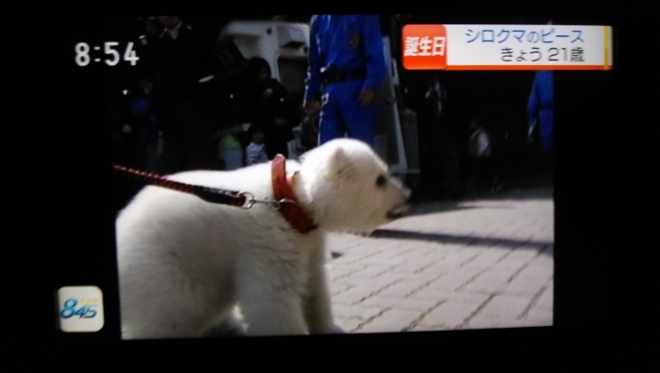 とべ動物園の人気者 シロクマの ピース ２１歳 12 02 徳ちゃん便り