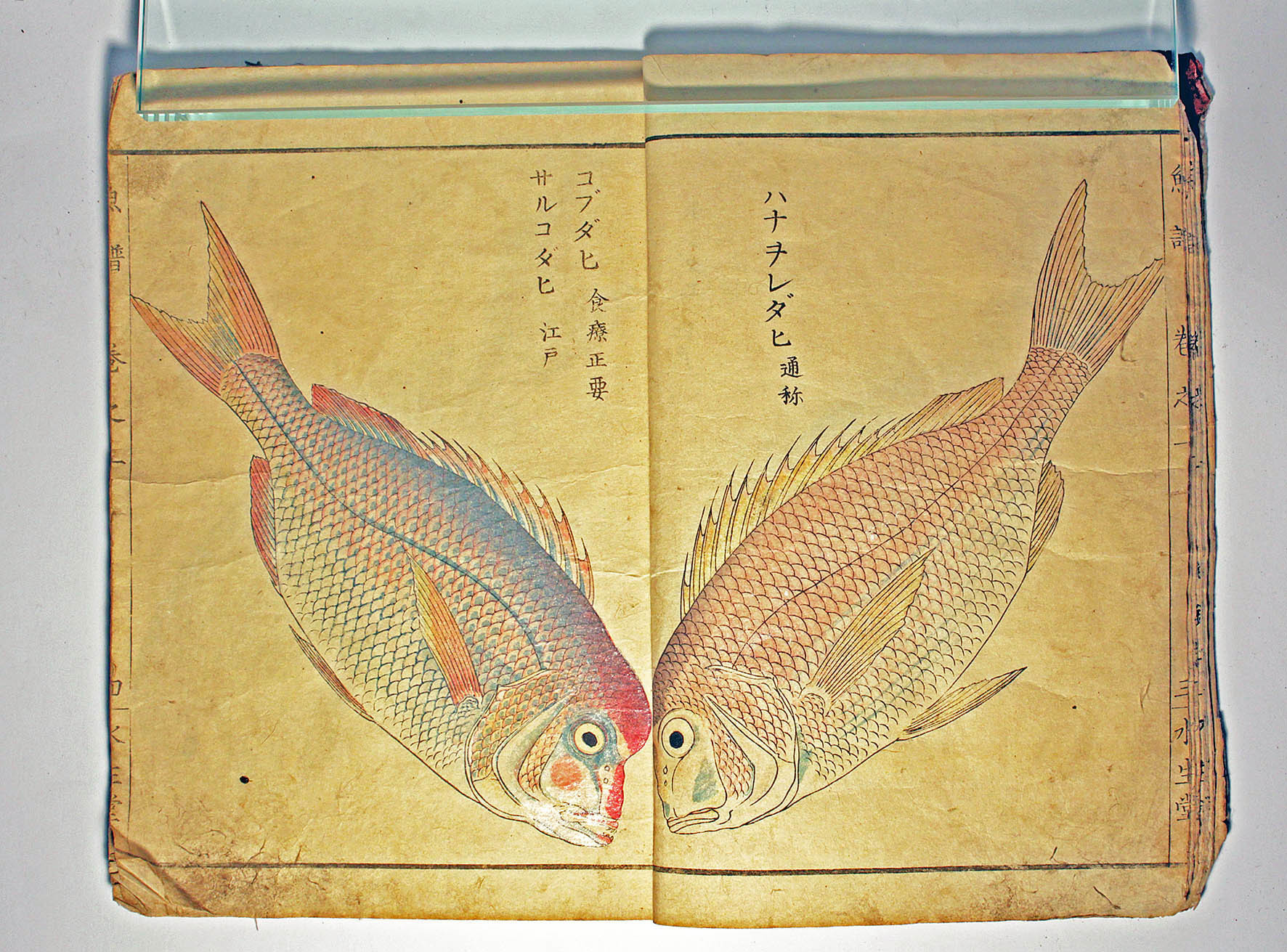 ふるさとの宝物 第172回 水族写真 江戸時代の魚 絵で紹介 : 青森 ふるさとの宝物 第172回 水族写真 江戸時代の魚 絵で紹介 : 青森