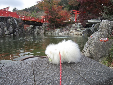 この季節です(2)_b0177436_22560494.jpg