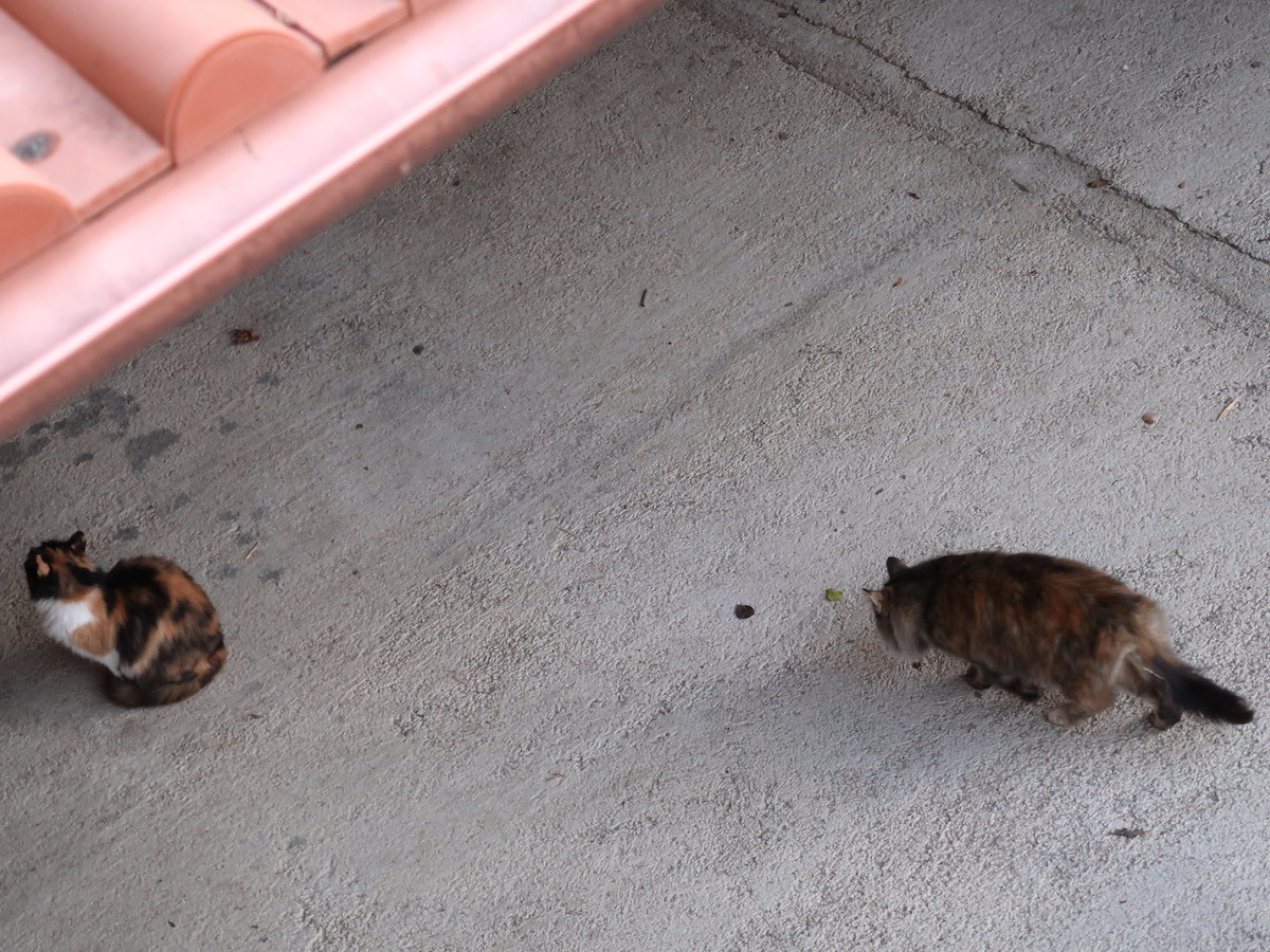 燃え上がる夕雲と猫とゴルゴンゾーラ_f0234936_06233010.jpeg